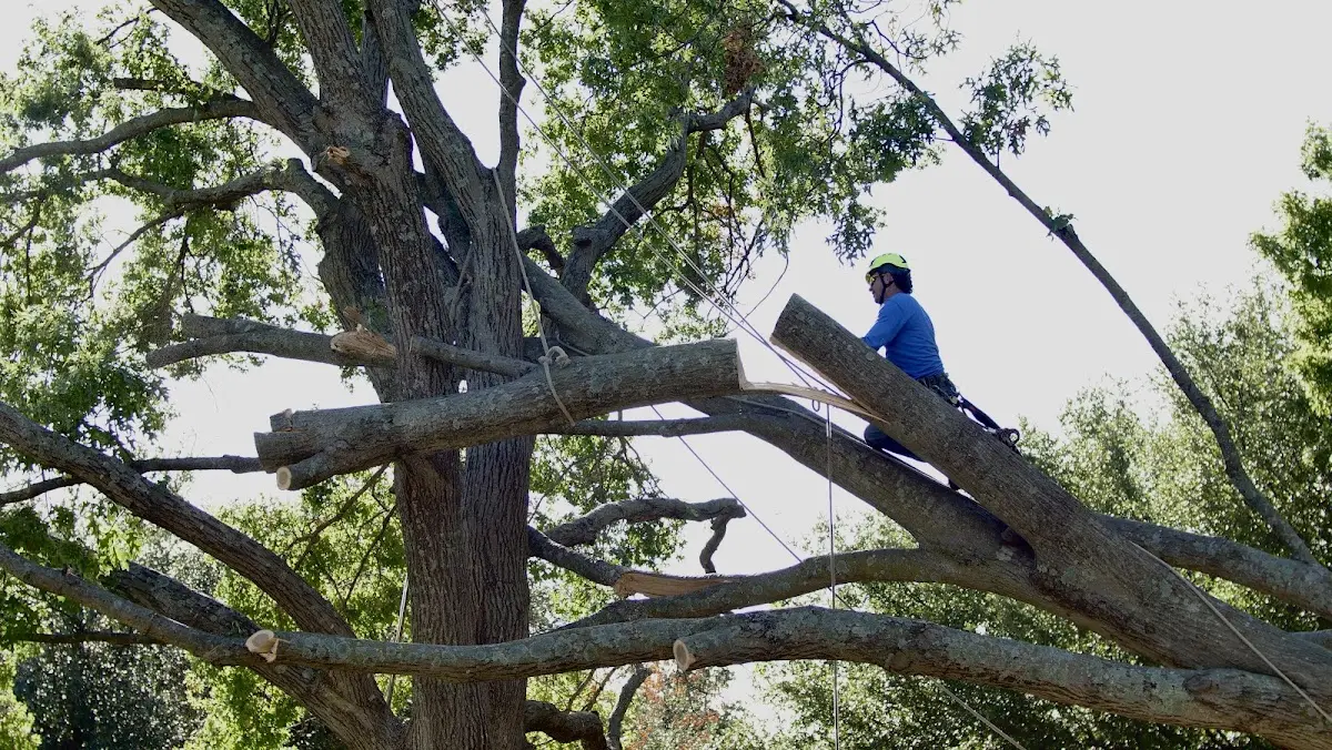 Professional Crown Thinning performed by certified arborists in Renner